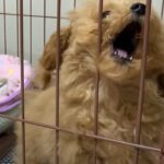 子犬に『はじめてのお留守番』させてみたら…「涙が止まらない」「切なくて愛おしい」頑張る姿に感動の声続々(ブログ)