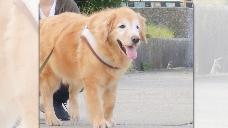 『大型犬のほっこりエピソード』ヤンチャ系お兄さんを犬好きにした話が話題(ブログ)