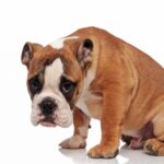 犬が「しょんぼりする時」の4つの気持ち！シーンによる心理や傷つけないためにすべき対処法とは(ブログ)