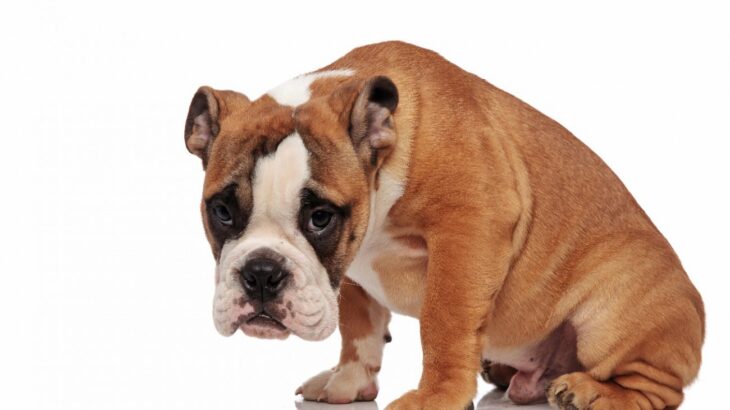 犬が「しょんぼりする時」の4つの気持ち！シーンによる心理や傷つけないためにすべき対処法とは(ブログ)