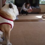 愛犬が全く動かなくなった…？置物と化すブルドッグの姿に愛おしいが溢れる「可愛すぎてニヤけた」「置物化進んでるｗ」(ブログ)