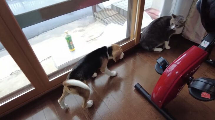 『犬VS猫』パンチされてもめげずに立ち向かうワンコ、勇敢な姿に賞賛の声「癒されました」「防御技術あがってる笑」(ブログ)