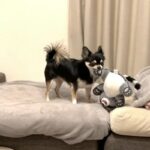 『誰か遊んでくれないかな？』忙しい飼い主に腹を立てながらひとり遊びをするチワワさんが可愛いと話題に(ブログ)