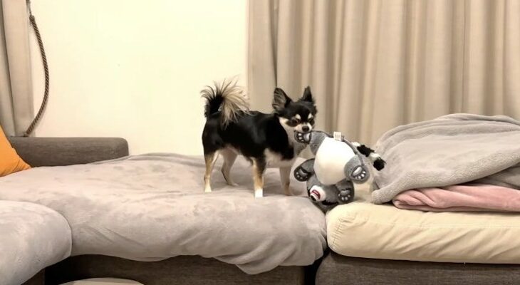 『誰か遊んでくれないかな？』忙しい飼い主に腹を立てながらひとり遊びをするチワワさんが可愛いと話題に(ブログ)