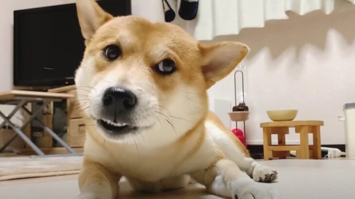 誘惑罪で柴犬さんが現行犯逮捕…！？視聴者からの質問に全力で答える姿に「情報量に笑ったｗ」「可愛すぎ」(ブログ)