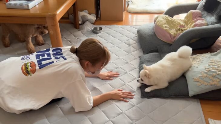 わんこの『ヘッ！』をマネし続けた結果…謎の遊びが癖になると話題に 「新しい技になってる」「テンションMAX」の声(ブログ)