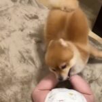 赤ちゃんと小型犬のブレイキングダウン！？謎すぎる遊びが190万回再生の大反響　「互いに大忙しで笑った」「想像超えたｗ」(ブログ)