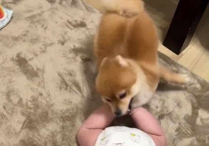 赤ちゃんと小型犬のブレイキングダウン！？謎すぎる遊びが190万回再生の大反響　「互いに大忙しで笑った」「想像超えたｗ」(ブログ)
