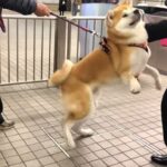 お兄ちゃんを迎えに行ったワンコ、再会が嬉しすぎて大興奮する姿に絶賛の声「リアルハチ公」「なんて賢い」「寄り道できない」(ブログ)