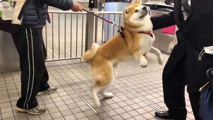 お兄ちゃんを迎えに行ったワンコ、再会が嬉しすぎて大興奮する姿に絶賛の声「リアルハチ公」「なんて賢い」「寄り道できない」(ブログ)