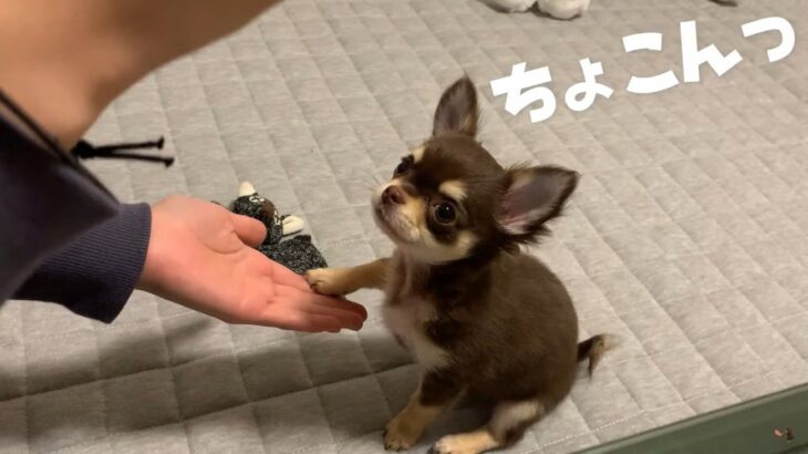 チワワの子犬、初めての『お手』に悶絶する方が続出　計り知れない破壊力に「可愛すぎて気絶する」「たまりません」大絶賛の声(ブログ)