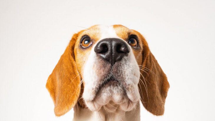 なぜ犬は鼻を鳴らすの？5つの理由や病院へ行くべき症状を解説(ブログ)