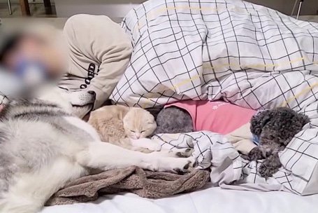 『3匹と1人で就寝してみた』子猫・ハスキー犬達と朝まで一緒に寝る光景に289万人脱力「羨ましすぎる…」「誰もが夢見る就寝」(ブログ)