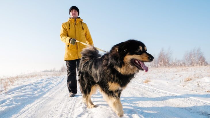 犬の『冬太り』を防ぐための2つの方法！太る理由と健康管理ポイントに「室温も関係するのか」「こまめにチェックしよう」(ブログ)