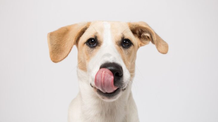 犬が自分の体を舐めるのはなぜ？４つの理由と病気の可能性に「ストレスの可能性もあるのか」「チェックが大事だね」(ブログ)