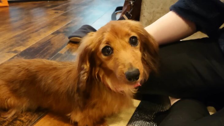 『一緒に幸せになろうね』6年間ケージで過ごしていた元繁殖犬を家族に迎えた日「運命の出会いですね」「抱きしめたいくらい愛らしい」(ブログ)