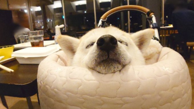 おっとり12歳の柴犬が見せた表情に究極のほっこりを実感！存在するだけで笑顔を与える姿に「なんか泣ける」「愛おしいなあ」(ブログ)