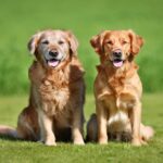 犬は何歳で『老犬』になる？　犬種による違いや健康寿命を長くする秘訣とは？(ブログ)