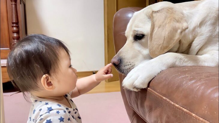 【190万再生】赤ちゃんと一緒に遊びたい大型犬、誘う姿が愛おしすぎると大絶賛の声「お姉さんの役割してる」「素敵な距離感」(ブログ)