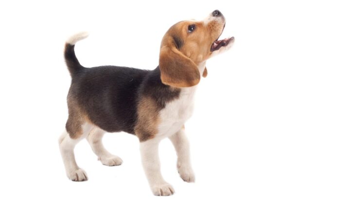 犬が吠えている時、怒っているか喜んでいるかを判断する方法とは？愛犬の心理を見極めるコツ(ブログ)