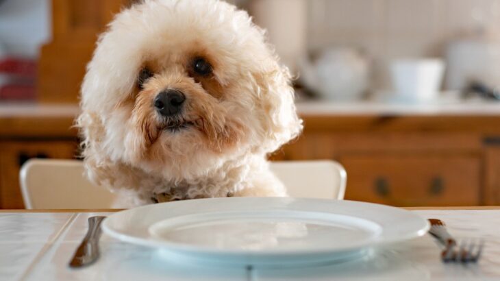 犬は人の真似をするの？　3つの理由とあるある行動に「絶対真似してると思う」「理由が可愛くて笑った」(ブログ)
