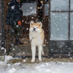 『寒さに強い犬種』４選　ふわふわ被毛の理由やそれぞれの特徴、飼う時の注意点も紹介(ブログ)