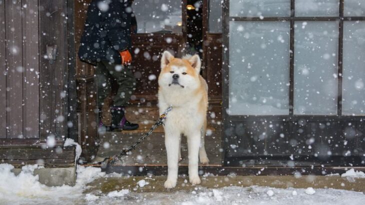 『寒さに強い犬種』４選　ふわふわ被毛の理由やそれぞれの特徴、飼う時の注意点も紹介(ブログ)