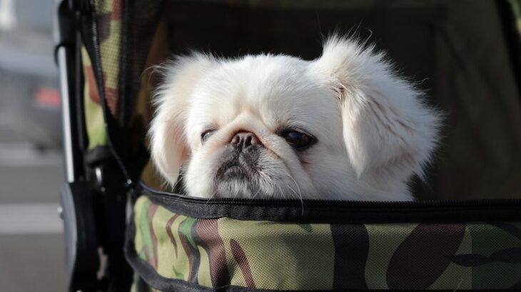 犬が出かけるのを面倒くさがる理由4つ！無理強いせず乗り気になってもらうための工夫「叱るのはNG」「人間も同じだよね」(ブログ)