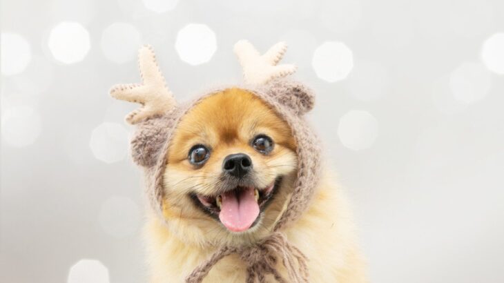 犬とクリスマスを楽しむ3つの方法！　トラブルなく安全に過ごすために飼い主が意識すべきこと(ブログ)