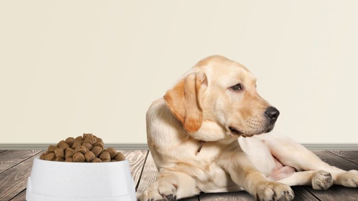 犬が拗ねてしまった時に見せがちな行動や仕草4つ！機嫌を直してもらうために飼い主にできることと適切な対応策まで(ブログ)