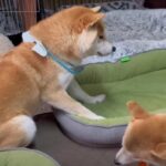 「ダメ！」の一言に固まる柴犬くん「はしゃぎ過ぎちゃうポジティブボーイwww」「ベッド＝ホリホリでしょ！」(ブログ)