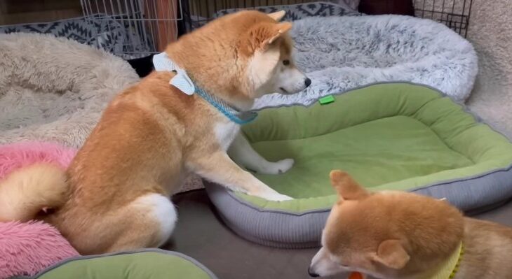 「ダメ！」の一言に固まる柴犬くん「はしゃぎ過ぎちゃうポジティブボーイwww」「ベッド＝ホリホリでしょ！」(ブログ)
