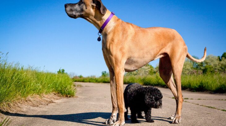 『最も大きな犬種』４選！ギネス登録された犬やその特徴に「一度は見てみたい」「憧れる」(ブログ)
