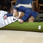 久々にお兄ちゃんが帰省した結果…喜びが爆発したわんこに89万人がホッコリ「遠距離恋愛のカップルみたい」(ブログ)