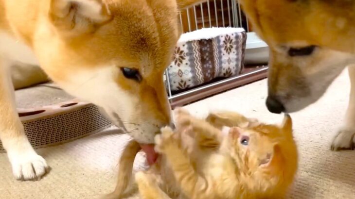 柴犬コンビが保護猫の『親代わり』となった結果…323万人が感動　やさしすぎる初対面に称賛の声「涙出てきた」「子育てスキル高い」(ブログ)