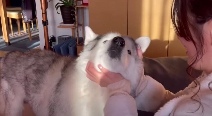 猛烈ワシャワシャに嬉しいが溢れるシニア犬くん「お姉ちゃんの揉みくちゃ姿が羨まし〜い」「お互いの愛情がめっちゃ伝わる」(ブログ)