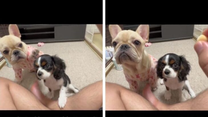 子犬に『まて』を教えたのは飼い主ではなく…先住犬！優しくて頼もしい姿に感嘆「うちも先住犬が教育係です」共感の声も(ブログ)