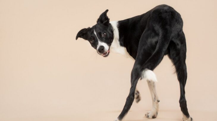 犬が同じ場所をくるくる回る理由5選　心理的なものから病気の可能性まで(ブログ)