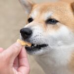 犬へのおやつ、与えすぎな量ってどれくらい？　1日の適切な量とおすすめの使い方とは？(ブログ)