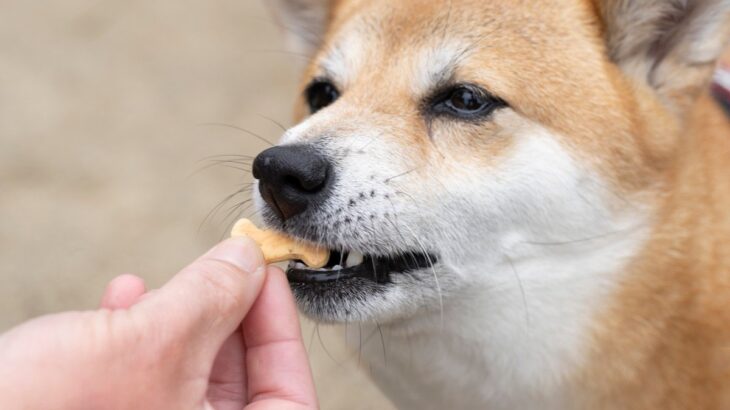 犬へのおやつ、与えすぎな量ってどれくらい？　1日の適切な量とおすすめの使い方とは？(ブログ)
