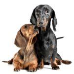 犬の『座り方』から読み取る気持ち！姿勢で異なる4つの心理と注意が必要な座り方とは？(ブログ)
