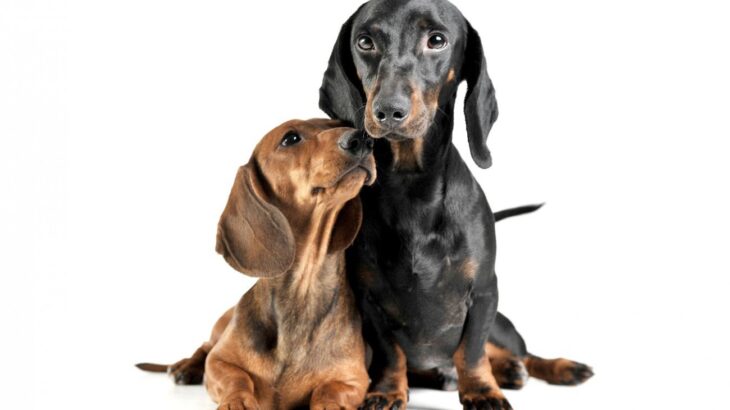犬の『座り方』から読み取る気持ち！姿勢で異なる4つの心理と注意が必要な座り方とは？(ブログ)