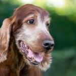 老犬になるにつれて出来なくなる『6つのこと』　いつまでも元気でいてもらうために意識すべきポイント(ブログ)
