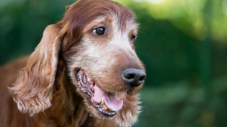 老犬になるにつれて出来なくなる『6つのこと』　いつまでも元気でいてもらうために意識すべきポイント(ブログ)