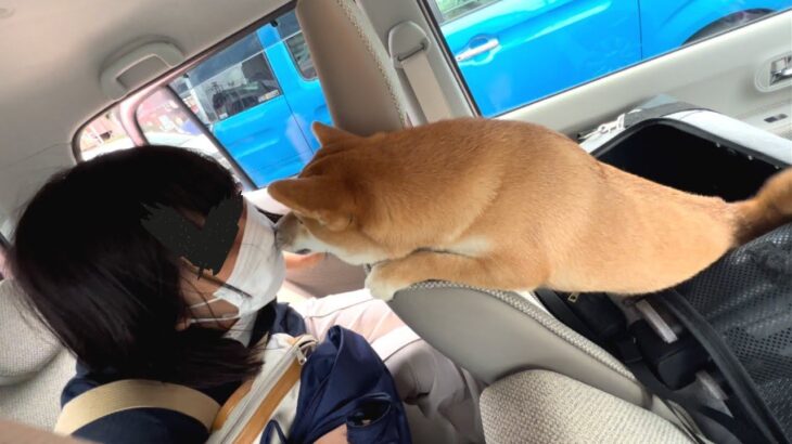 突然車に大好きな人が乗ってきたら、ワンコはどうする？再会に大興奮する姿に「目が離せない」「沢山遊んでね」と世界中がほっこり(ブログ)