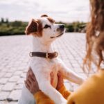 犬はどんな場面で『幸せ』を感じているの？今日から試したい「愛犬の幸福度を上げる方法」も(ブログ)