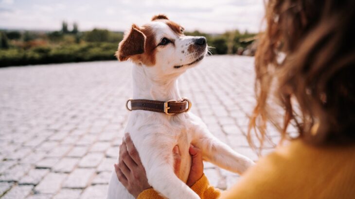 犬はどんな場面で『幸せ』を感じているの？今日から試したい「愛犬の幸福度を上げる方法」も(ブログ)