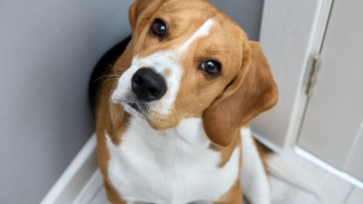 犬のストレスに繋がる『生活習慣』4選！ダメな理由と軽減させるために飼い主にできる工夫とは(ブログ)