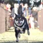 豆柴さんが50m走に参加！楽しそうに笑顔で駆け抜ける姿が話題♪(ブログ)