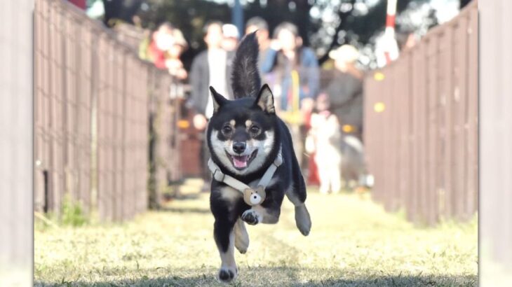 豆柴さんが50m走に参加！楽しそうに笑顔で駆け抜ける姿が話題♪(ブログ)